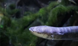 电鳗最新爆料视频大全,揭秘娱乐圈幕后真相